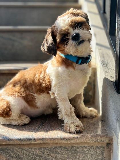 K9 Gurukul - Dog Adoption & Rescue Services Find Your New Best Friend photo 5