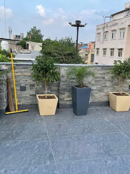 A view of a rooftop terrace showing a row of potted plants against a stone wall. The arrangement includes phoenix palms and ficus trees, creating a green screen for privacy.