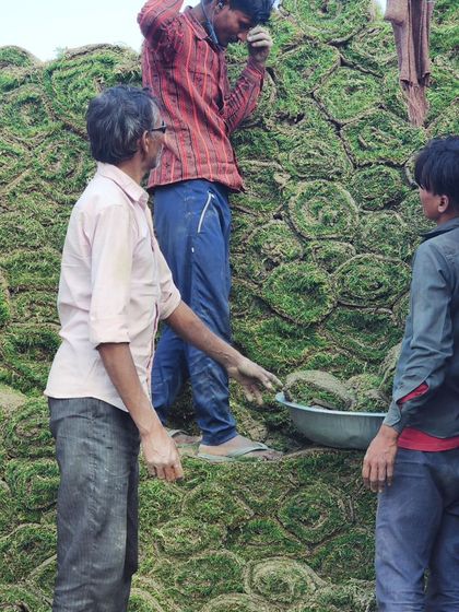 Delhi Gardner - Wholesale Plant & Turf Supply Natural Grass Turf: From Our Farm to Your Project photo 144