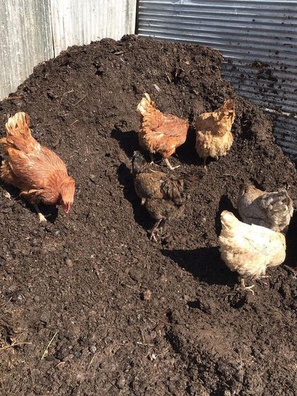 Chickens scratching in a pile of aged compost. You can see the fine, crumbly texture of the finished product, which is perfect for amending garden soil.