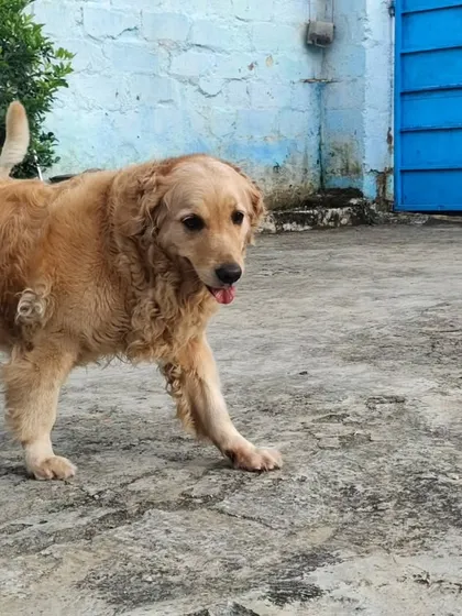 This old soul loves to just patrol the grounds at his own pace. Every pet finds their own rhythm here.
