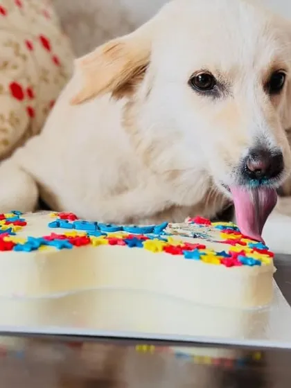 Celebrating love in all its colors! This good boy is enjoying his special bone-shaped rainbow cake for Pride Month. We use natural, dog-safe coloring to make our treats as vibrant as they are healthy.