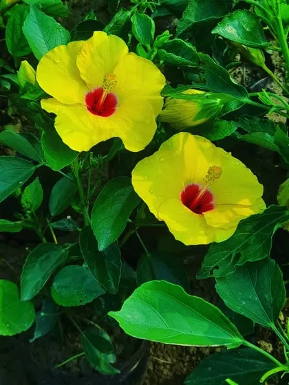 This is our beautiful yellow Hibiscus flower, a classic choice for any sunny garden or balcony. We have Hibiscus plants in many different colors, all grown right here at our nursery and ready to bloom.