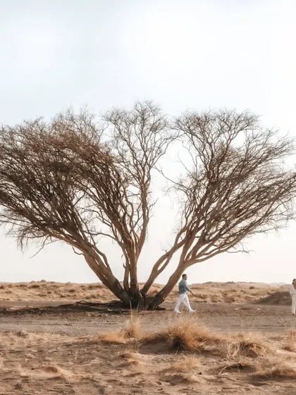 A stunning wide shot framing the couple against a magnificent, solitary tree in the desert. This composition highlights the grandeur of nature and the couple's journey together.