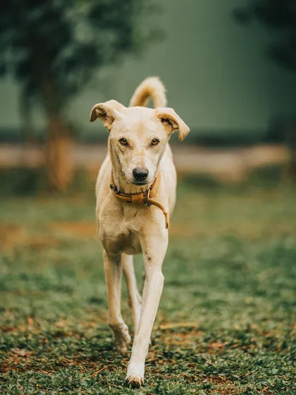 Jenny, a beautiful Indie dog, looking confident and calm. I am proud to offer a welcoming space for our lovely local Indian breeds.