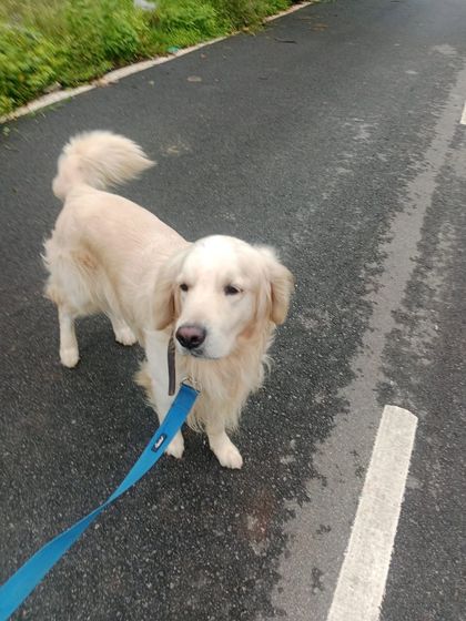 Star Pups - Pet Boarding & Daycare Daily Routines: Walks & Relaxation photo 6