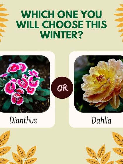 Which flower will you choose for this winter? Both Dianthus and Dahlia are awesome winter flowers that will beautifully decorate your garden and bring color to the colder months.