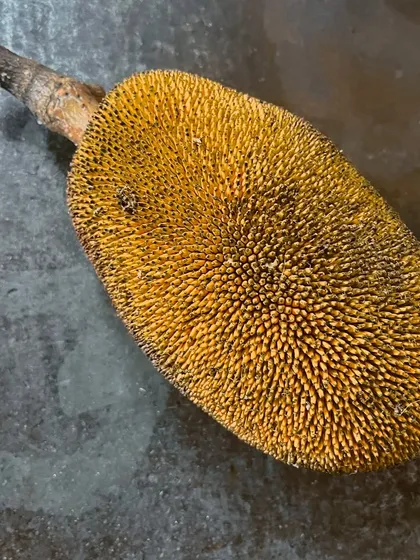 A whole raw jackfruit, the source of our seasonal Vishu special. Its spiky exterior hides the tender, flavourful flesh that is a staple in Kerala cuisine.