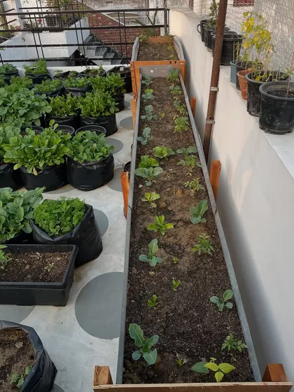 This is my long DIY raised bed, filled with young vegetable plants. You can see broccoli, lettuce, and tomatoes all growing together. This is a great way to maximize a narrow space.