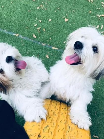 This adorable duo, June and Teddy, are asking for treats with their eyes. How could anyone resist?