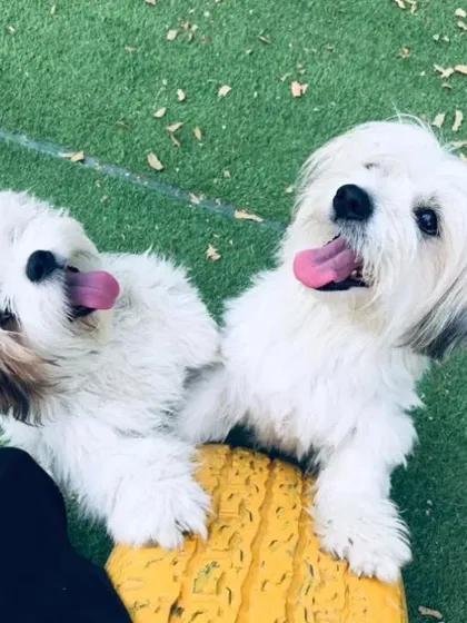 Another adorable shot of our Lhasa Apso duo, June and Teddy, looking up for treats.