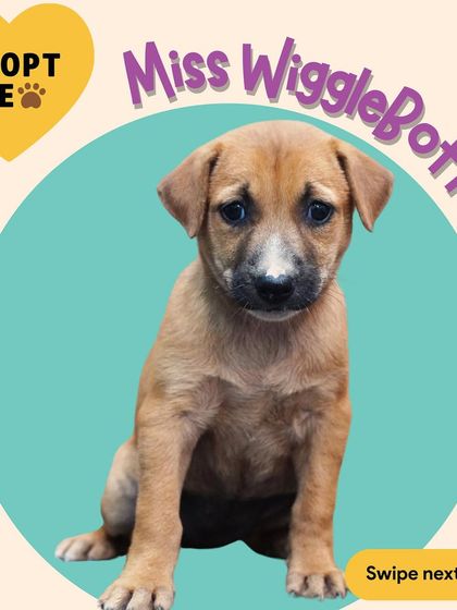 This is Miss WiggleBottom. She's a sweet, gentle soul who loves to cuddle. We've watched these puppies grow, and it's so exciting to think about them starting their new lives.