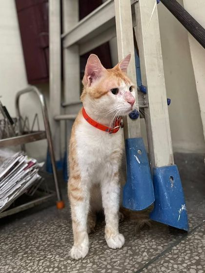 Tingmo standing tall and looking curious. He has made an incredible recovery from his injuries and tick fever and is now a happy, healthy boy waiting for his purrfect match.