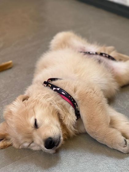 After a long day of play, it's time for a nap. This Golden Retriever puppy is fast asleep, dreaming of his next adventure at Pack-9.
