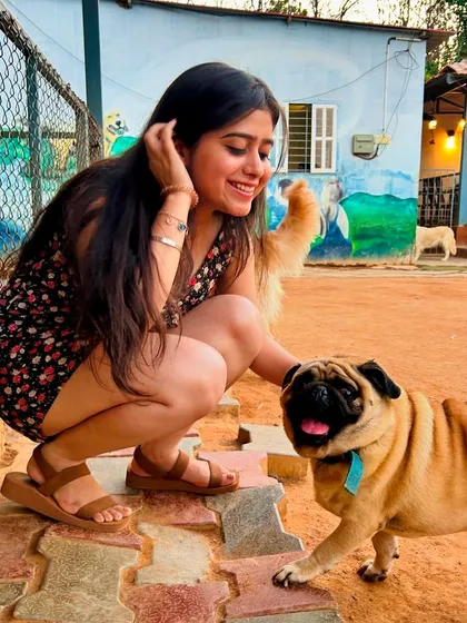 A friendly Pug comes over to say hello, demonstrating the gentle and sociable nature of our dogs.