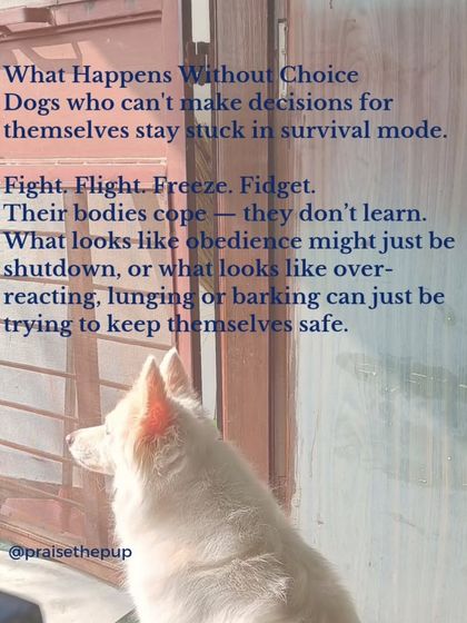 When a dog has no choice, they can get stuck in survival mode: fight, flight, or freeze. What looks like obedience might actually be shutdown. What looks like over-reacting might be an attempt to feel safe.