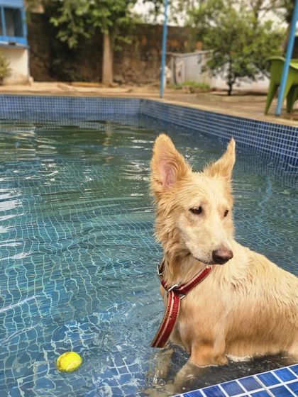 This white-coated beauty is enjoying the cool water, with a tennis ball floating nearby, ready for play.