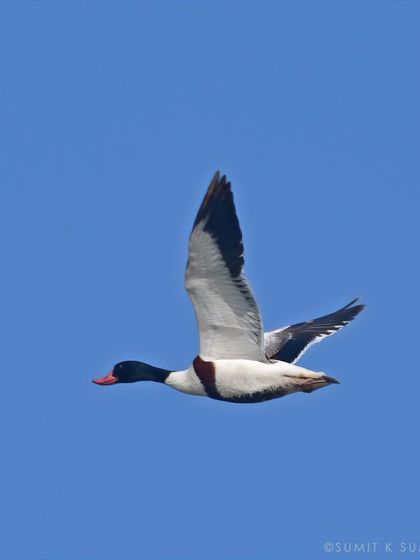 The Common Shelduck, or 'Shah Chakwa', a large and rare winter visitor to Delhi-NCR, captured in flight.