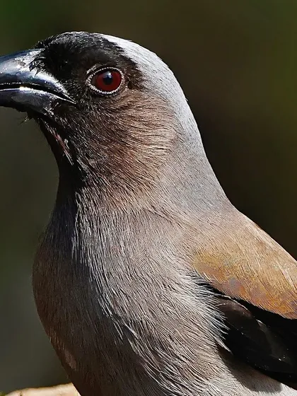 A portrait of a Gray Treepie, focusing on its head and neck. The shot reveals the texture of its grayish-brown feathers, dark facial mask, and the deep red of its eye.