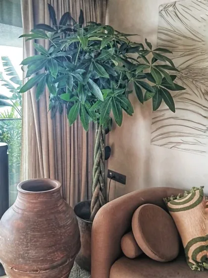The braided Pachira, or Money Tree, looks stunning in this warm and earthy setting. Its unique trunk and lush canopy of leaves bring a sense of calm and good fortune, making it a wonderful addition to any home.