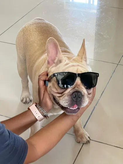 Meet Toffee, the coolest French Bulldog in town. We love having fun and being silly with our guests. A little dress-up makes for a memorable vacation for your little one.