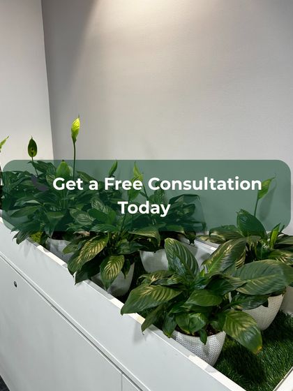 Ready to see how I can transform your office? This image of budding Peace Lilies is an invitation to get started. A free consultation is the first step toward a greener, healthier, and more beautiful workspace.