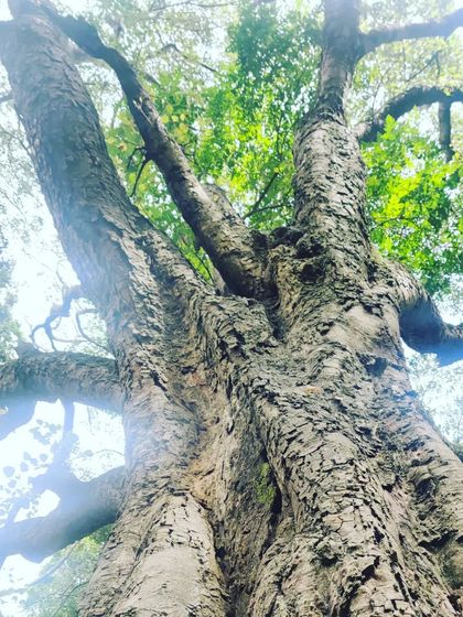 The Earth School - Nature & Community Engagement Programs City Explorers: Discovering Bangalore's Green Spaces photo 10