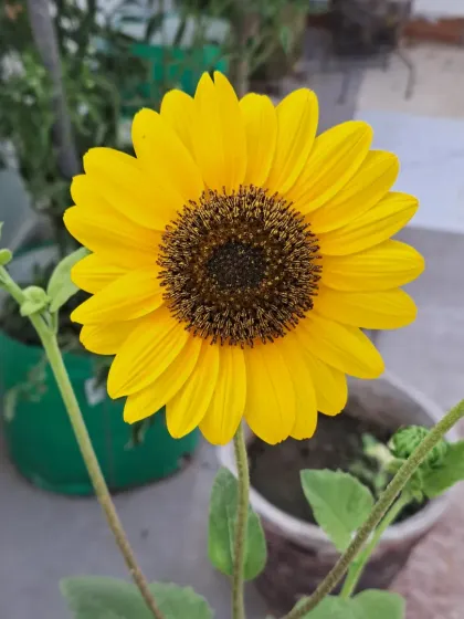 Bhardwaj - Urban Gardening Consultation A Riot of Colorful Flowers photo 51