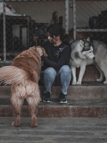 A visitor gets a friendly nudge from a Golden Retriever while a majestic Husky looks on.
