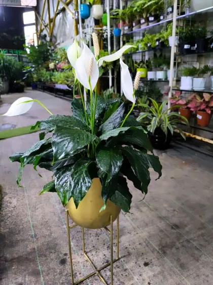 For Women's Day, we have a stunning array of plants to delight the special women in your life. From mini landscapes and terrariums to elegant potted plants, a green gift is a gift of life.