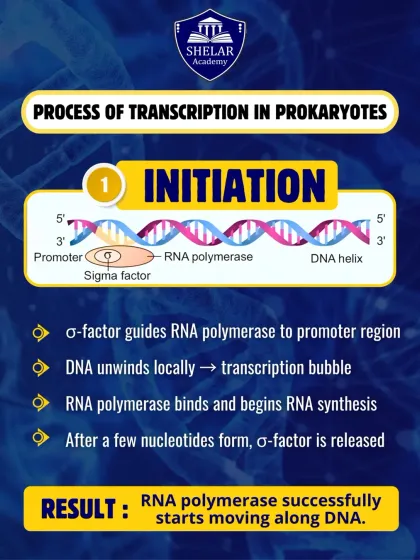 Understanding the process of transcription in prokaryotes is vital for NEET Biology. This visual explains the first step, Initiation, where RNA polymerase binds to DNA to begin RNA synthesis.