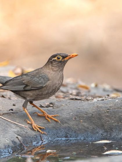 A female Indian Blackbird, more subtly coloured than the male, enjoying a moment in the warm morning light.
