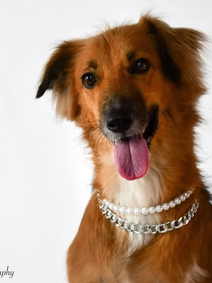 A pretty little baby named Kai. This indie dog is rocking her pearls and chains, showing off her unique style. I love working with dogs of all breeds and backgrounds, especially our lovely Indian streeties.
