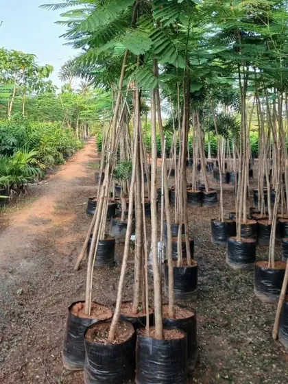 A view of our nursery where we grow a wide variety of healthy, strong plants and trees. Sourcing directly from our nursery ensures you get the best quality for your garden.