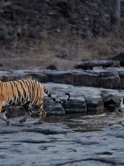 A cub walks past its sibling, who is relaxing in the cool water.