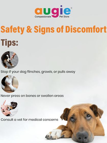 Augie Pets - Pet Grooming Services Dental Health & Wellness Guides photo 9