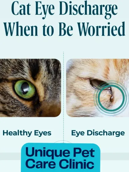 It can be worrying to see discharge from your cat's eye. This image helps you distinguish between a healthy eye and one that needs attention. An in-home check-up allows me to assess symptoms like this without causing your cat the anxiety of a clinic visit.