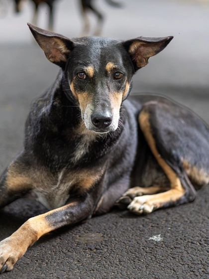 Govind Raj - Pet Photography Celebrating Indies & Rescues photo 24