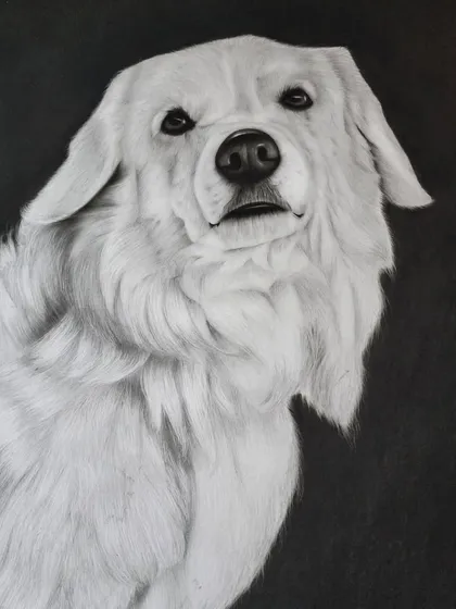 Pet portraits are a special kind of magic. For this piece, I used charcoal on a dark background to make the soft, white fur stand out. My goal was to capture the gentle soul I saw in his eyes, creating a lasting tribute for his family.