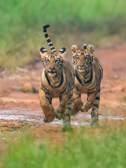 The rockstar daughters of Choti Tara in Tadoba, galloping towards their mother on the track.