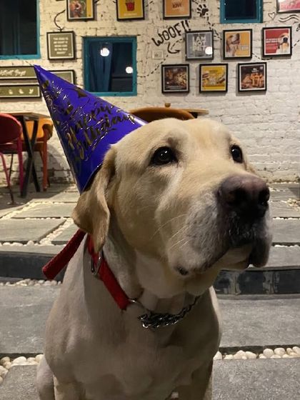 Bunny in his party hat, ready to celebrate his barkday! He's the king of the castle.