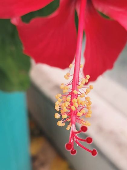 Bhardwaj - Urban Gardening Consultation A Riot of Colorful Flowers photo 219