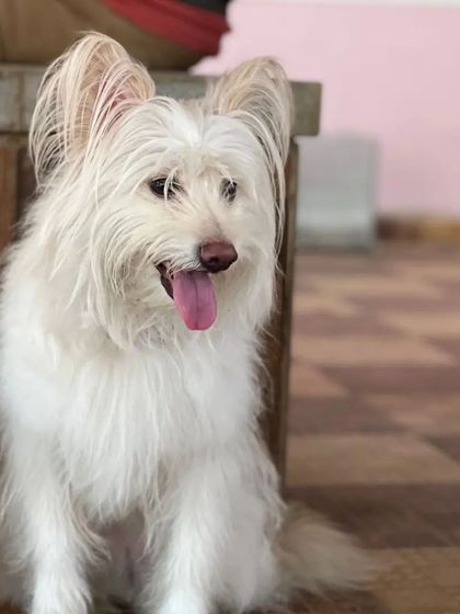 Snugglys Paw House - Pet Daycare The Paw House: Cozy Indoor Comforts photo 25