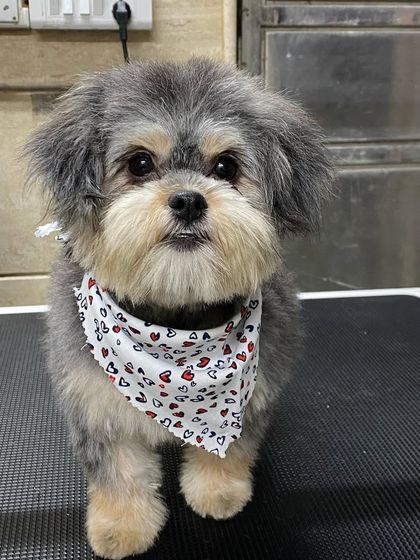 Another shot of Karma posing like a pro. My goal is for every puppy to leave happy and excited to come back.