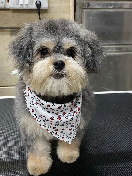 Another shot of Karma posing like a pro. My goal is for every puppy to leave happy and excited to come back.