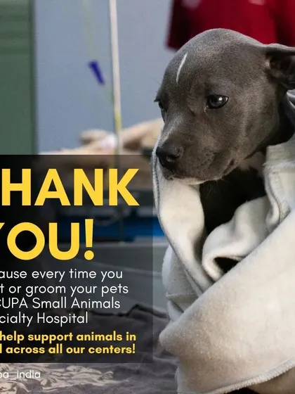 I want to extend a heartfelt thank you. Every time you bring your pet to us for a check-up or grooming, you are directly helping us provide critical care for animals in need across all our centers. This little pup represents the hope you give them.