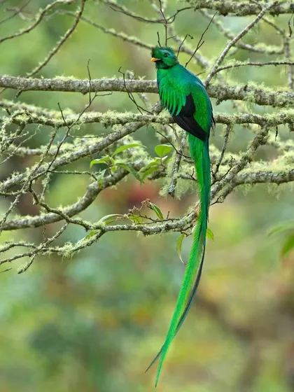 The legendary Resplendent Quetzal, a jewel of the Central American cloud forests. Its vibrant green plumage and impossibly long tail feathers make it one of the world's most beautiful birds.