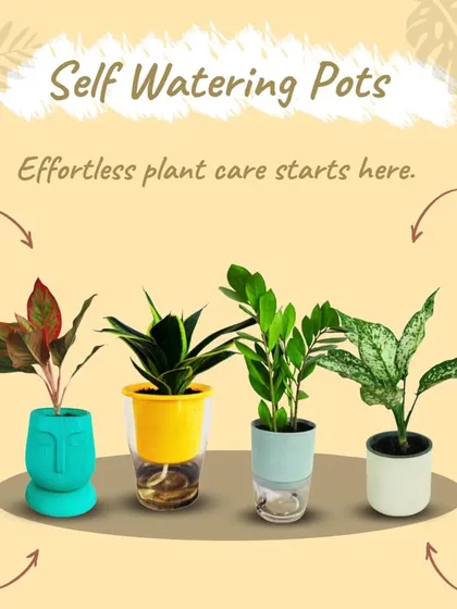 Forgetting to water your plants is a common problem, which is why I love these self-watering pots. They provide a consistent supply of moisture to the roots, preventing both over and under-watering. They are a perfect, stress-free solution for busy plant parents or beginners.