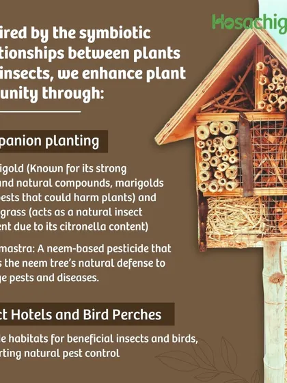 We are inspired by the symbiotic relationships in nature. We use companion planting with Marigold and Lemongrass to repel pests, and build insect hotels to provide habitats for beneficial insects.