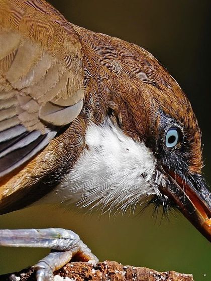 An extreme close-up of a White-throated Laughingthrush as it feeds. The focus is on its striking blue eye and the details of the food held in its beak.